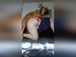 Totaleinreichung bei Hundekraft
