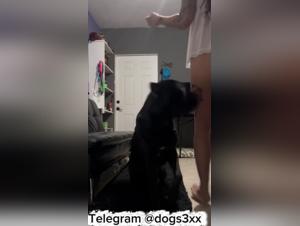 Homemade XXX: Delight in Animal Domination