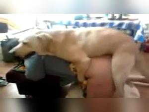 Discover the Obscene Power of a Slut and Her Dog