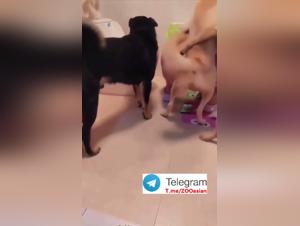 Doggy Style Extremo: Asia Ablaze with Desire