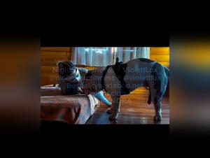 A Wild Duo: NightStarPrincess & Violett Lux's Equine Adventure