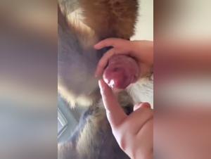 Canine fetishism, extreme pleasure, without restraint submission