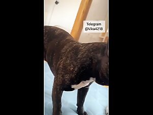Zoophilia: Discover animal sex with a dog and more