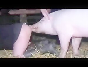Extreme zoophilia video