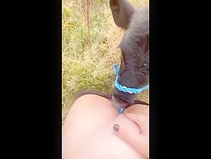Dog Sex Video - Ecstasy and Intense Pleasure
