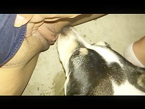 Bestiality sex video with dog