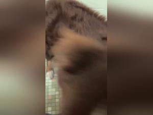 Canine domination, perverse enjoyment