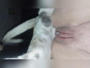 Fuck Pussy Dog: ruthless closeup and bestial enjoyment