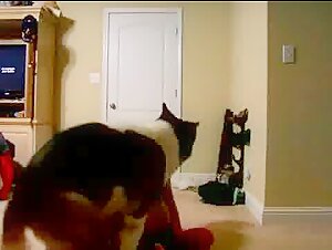 Extreme sex video: Chubby teenager and dog