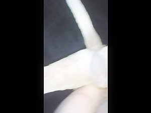 Zoophilia scene with a man and a pitbull