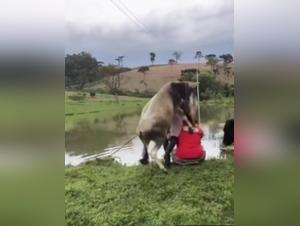 Total submission, animal pleasure