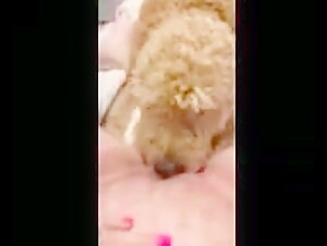 Sex with a Dog - Bestiality Video