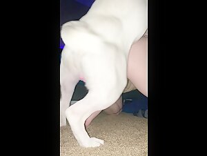 Dog sex video: teenage girl and dog in a hard scene
