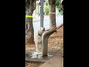 Discover the best of dogsex in this zoophilia video