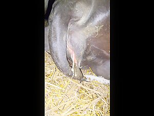 Bestiality video: A neighbor and her cow in new positions
