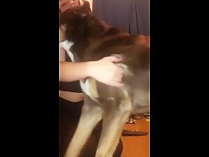 Discover extreme fun with dogs