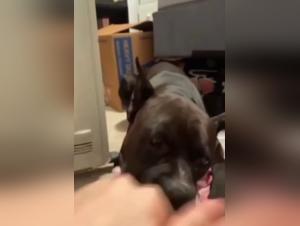 Une baise torride avec un chien