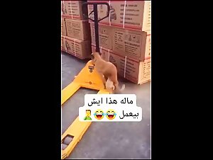 Extreme Zoophilia Video - Horny female dog in Action!