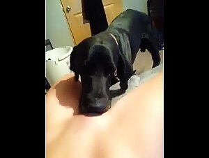 canine frustration, immediate gratuity