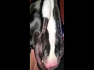 BBW Unveiled: The Wild Call of the Dog and Limitless Eroticism