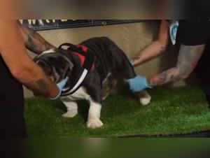 Brutal Zoophilia: The act without complacency