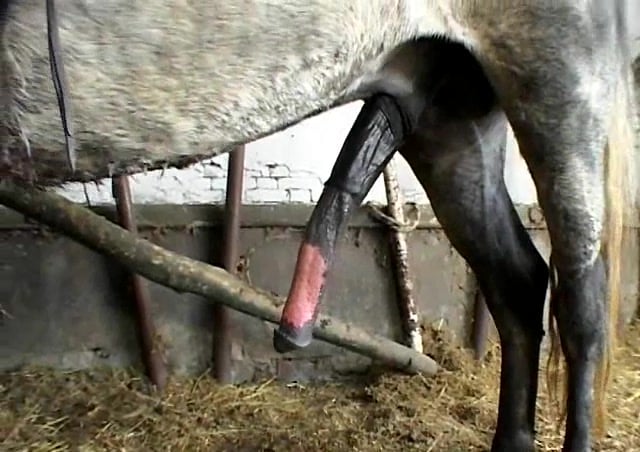 Zoophilie exploité au Brésil