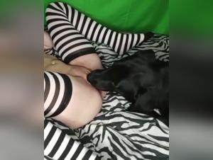 Brutal satisfaction: Lick and animal domination