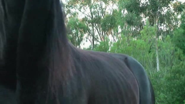 Gros sexe équine et jouissance hardcore