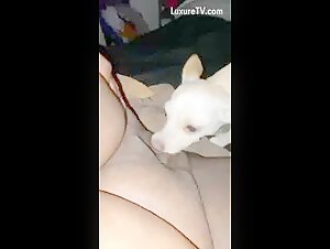 Intense moments of bestiality with a Chihuahua