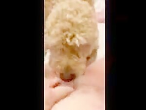 Bestiality Sex Videos with a Mom and Her Dog