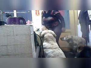 Hardcore Exploration: Women and Dogs in Dark Pleasure Places