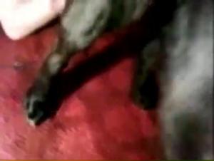 Rohe Dominanz und kaninische Demütigung