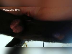 whore sucks her dog, Veronica explodes with pleasure
