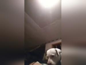 Whores and dogs: wild delights