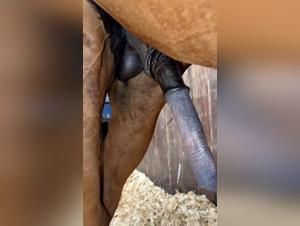 excited horses, insatiable desires, wild eroticism