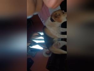 Canine Domination: Koni Experiences the Power of a Big Cock
