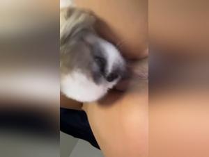 Canine Obsession