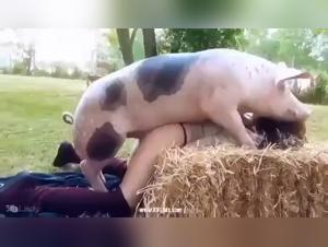 Mature Gay Amateurs in Uncensored Pigging Action