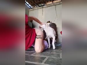Limited animal impulses