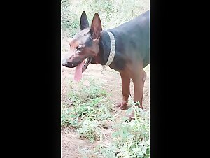 Watch this female dog get fucked by an alpha male