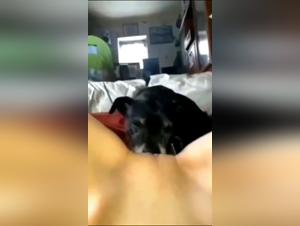 Experience the prohibited pleasure of dog licking extremo