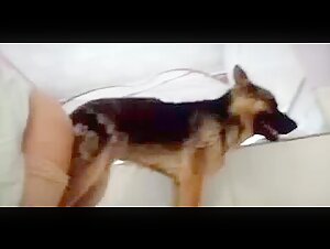 Discover our selection of bestiality videos