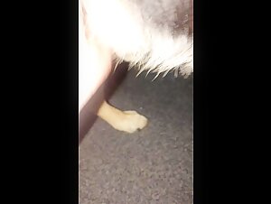 Live the experience of bestiality with a woman and her GSD