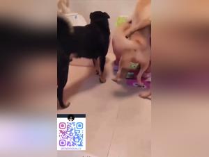 Perros rabiosos, culos destrozados, eyaculaciones incontrolables: caos en el bano.