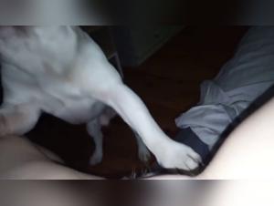 Canine Passion: Fuck and Lick Without Limits