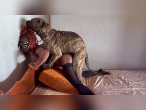 Canine domination: Zoe and his insatiable feline desire