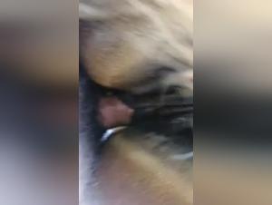 Swindler Unleashed: Beso animal y disfrute brutal