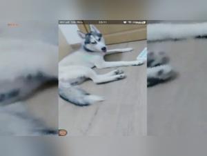Obsessive Verfuhrung: Eine Japanerin und ihr Hund in einem damonischen Machtspiel