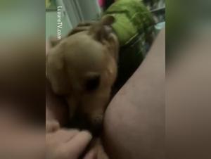 Vom Verlangen gepeitscht: Erforschung des zoophilen Zwanges