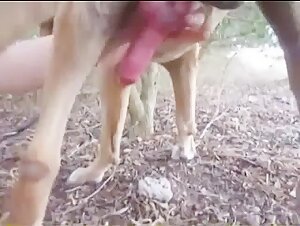 Bestiality sex video with dog